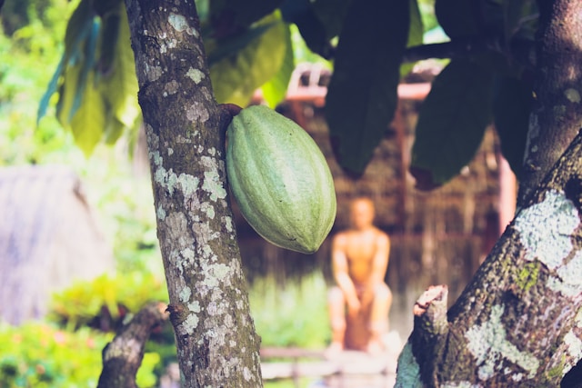 Boost Your Stem Cells: The Surprising Link Between Breath Holding and Raw Cacao