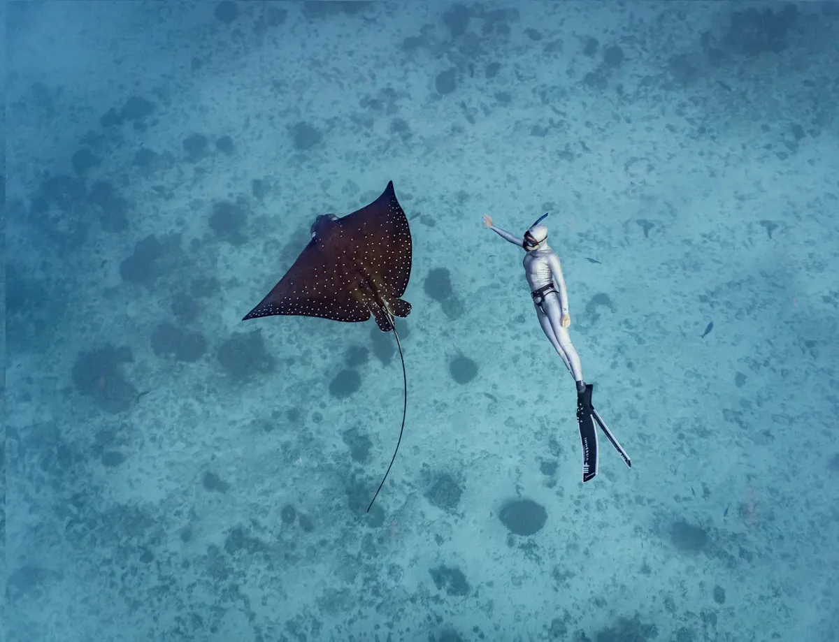 Immersia Freediving website preview